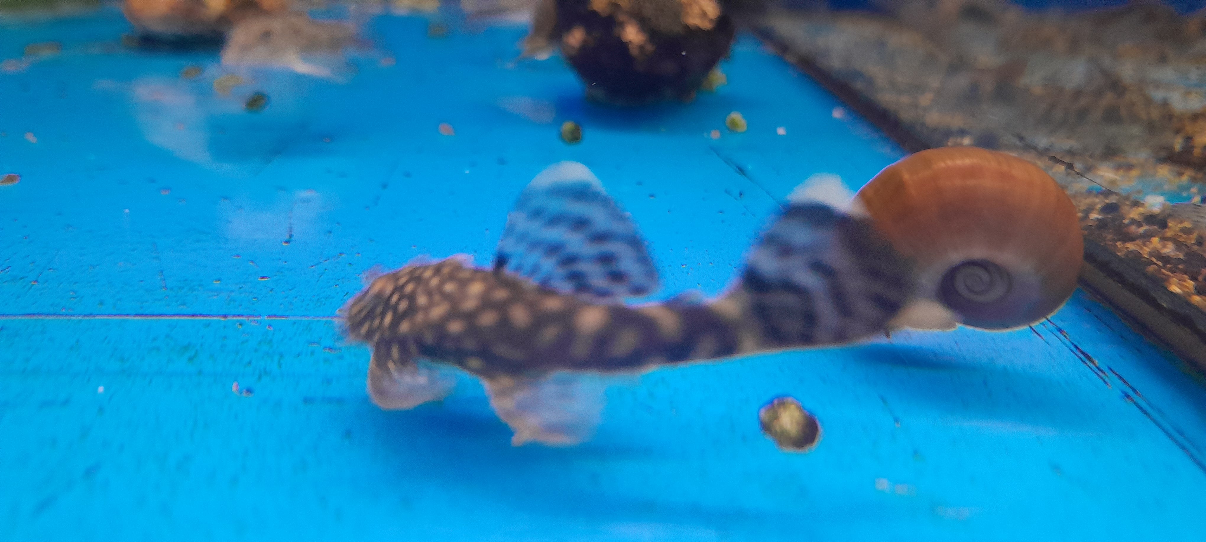 ANCISTRUS SP.