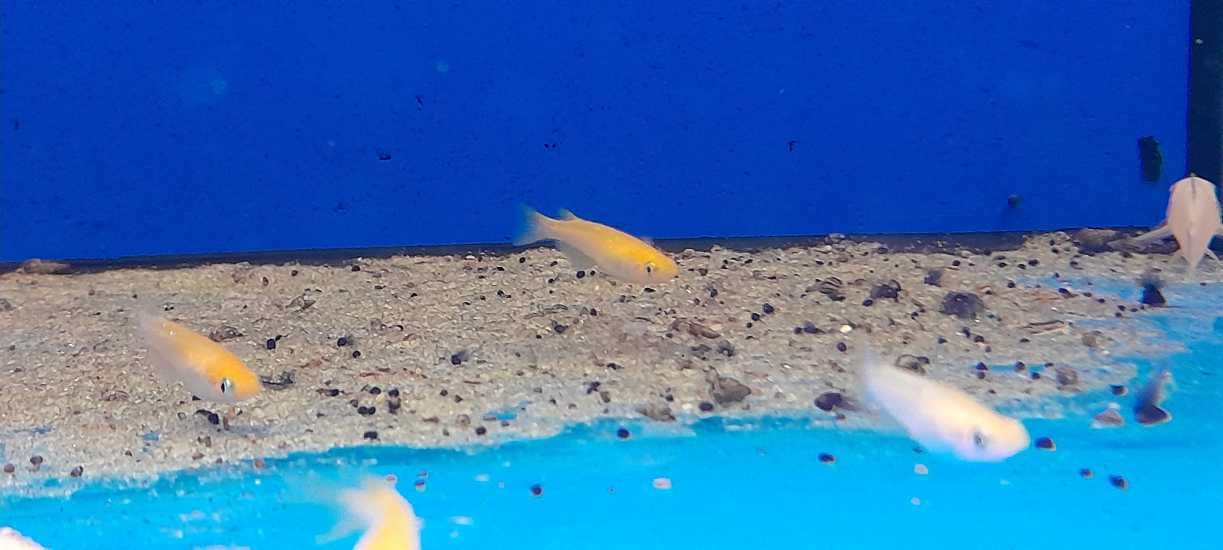 ORYZIAS LATIPES - MEDAKA TAGLIA SMALL 1.5-2CM