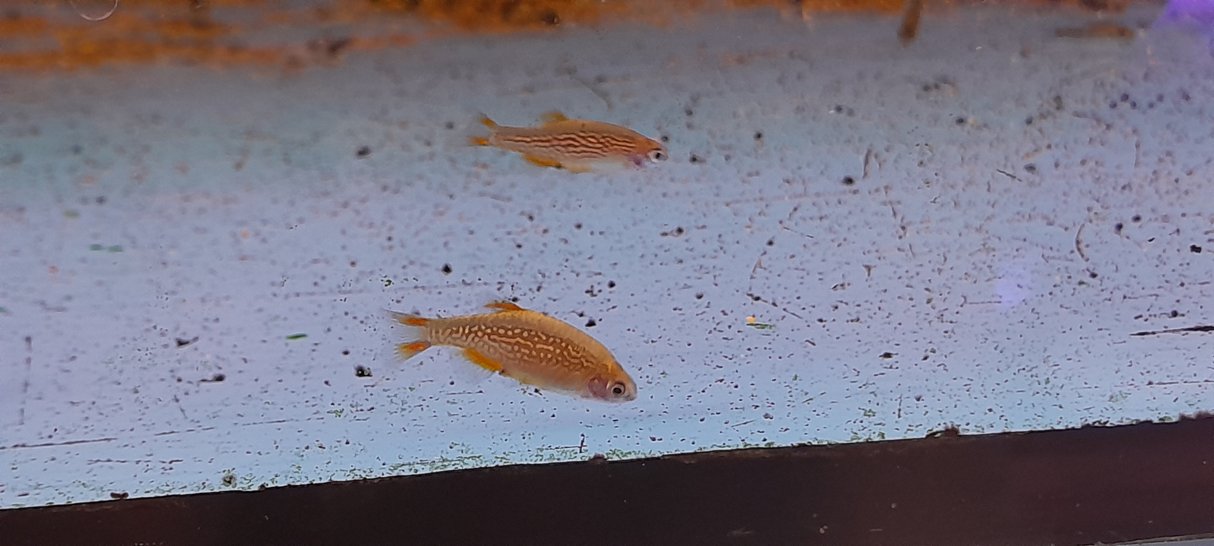DANIO MARGARITATUS - RASBORA GALAXY