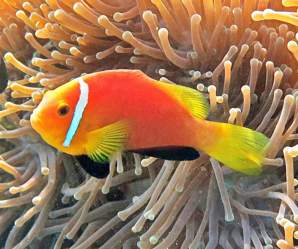 AMPHIPRION NIGRIPES