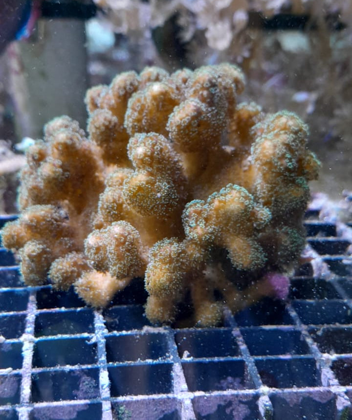 POCILLOPORA BICOLOR
