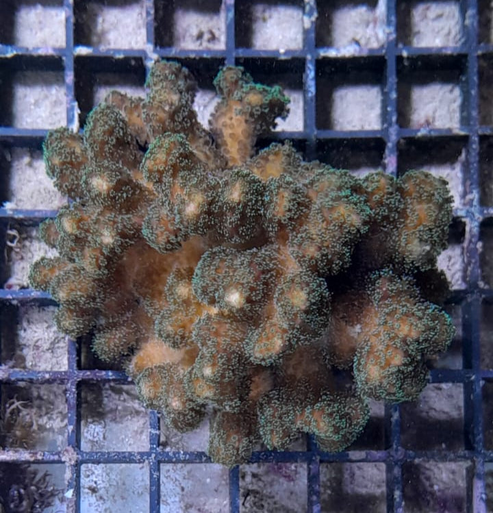 POCILLOPORA BICOLOR