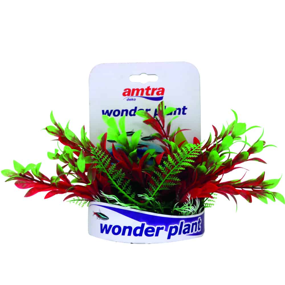 Amtra - Wonder Plant Series C 15-18cm