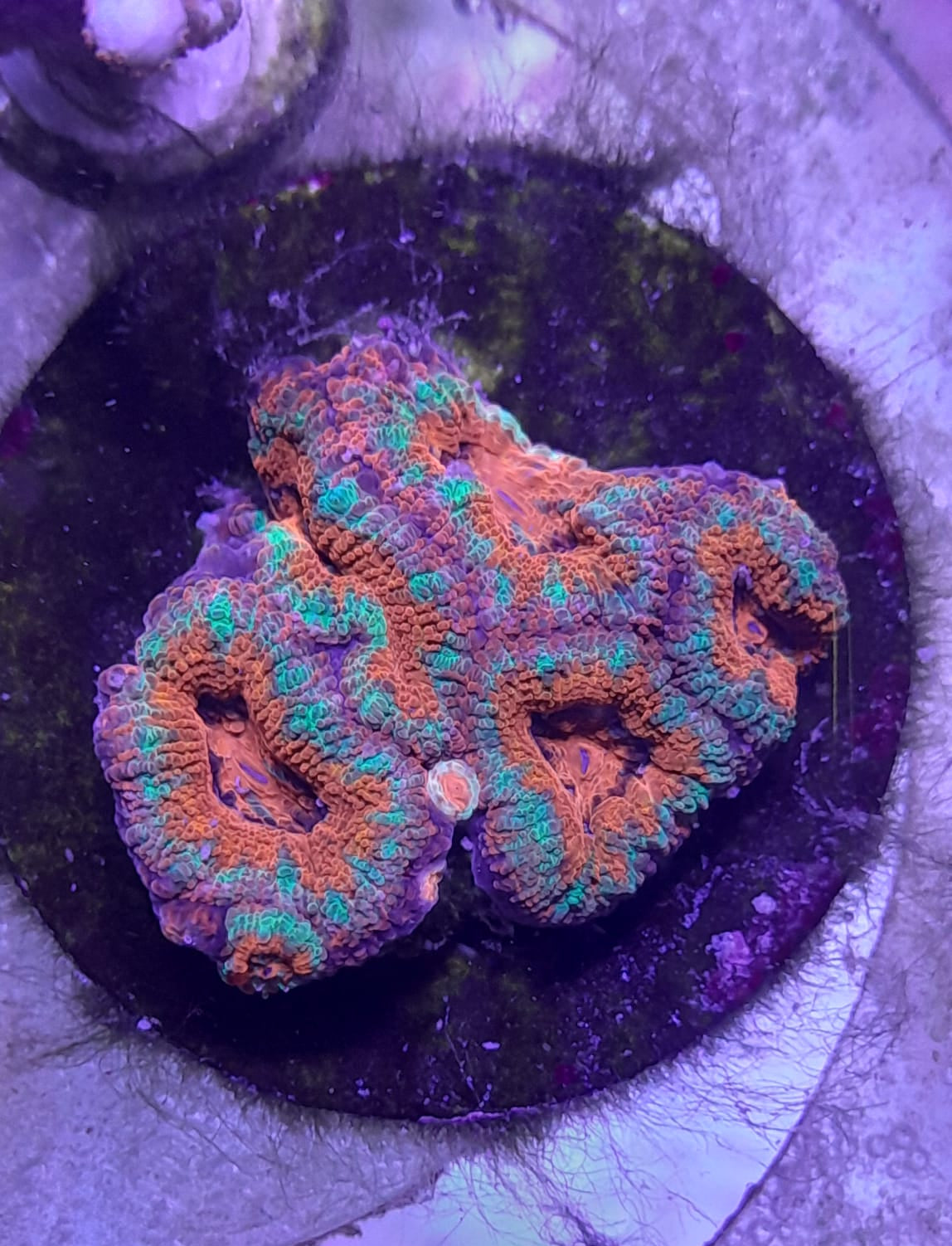 ACANTHASTREA LORDHOWENSIS RED