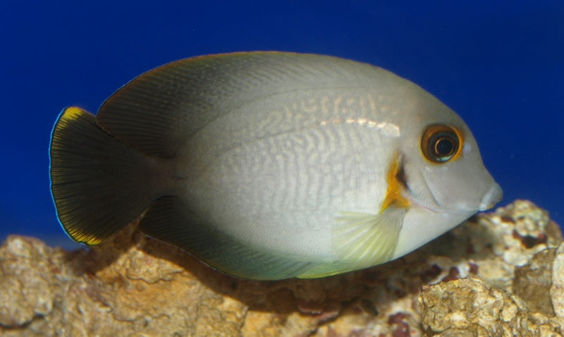 ACANTHURUS CHRONIXSIS