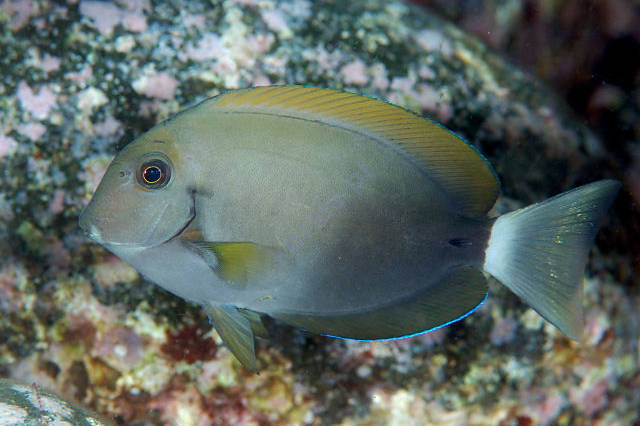 ACANTHURUS NIGRICAUDA