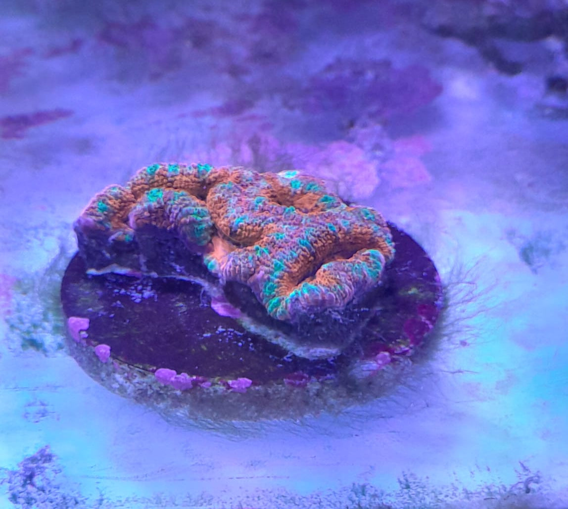 ACANTHASTREA LORDHOWENSIS PREMIUM