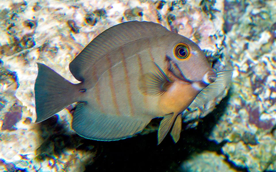 ACANTHURUS TRISTIS