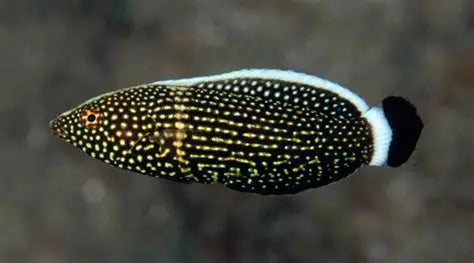 ANAMPSES LINEATUS