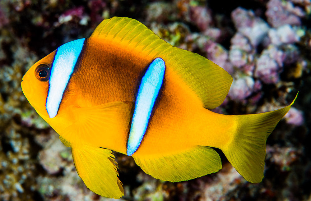 AMPHIPRION BICINTUS