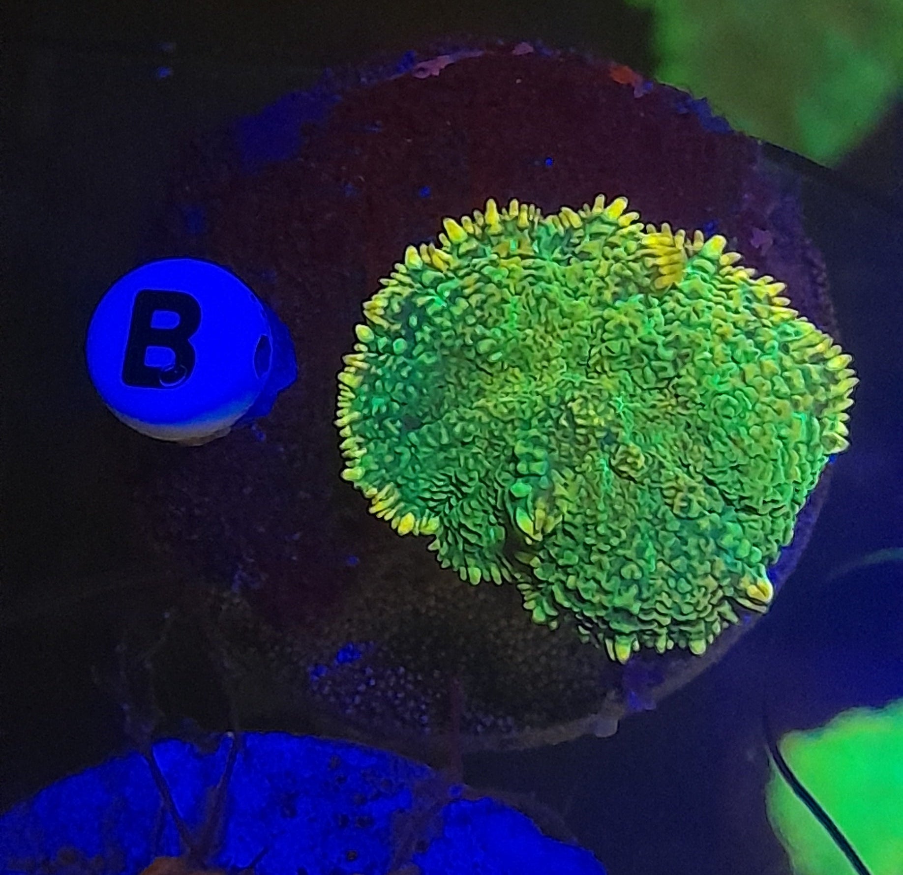 RHODACTIS DISCOSOMA MULTICOLOR PREZZO PER FUNGO SMALL