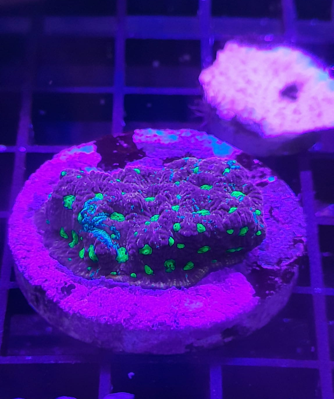 BLASTOMUSSA MERLETTI