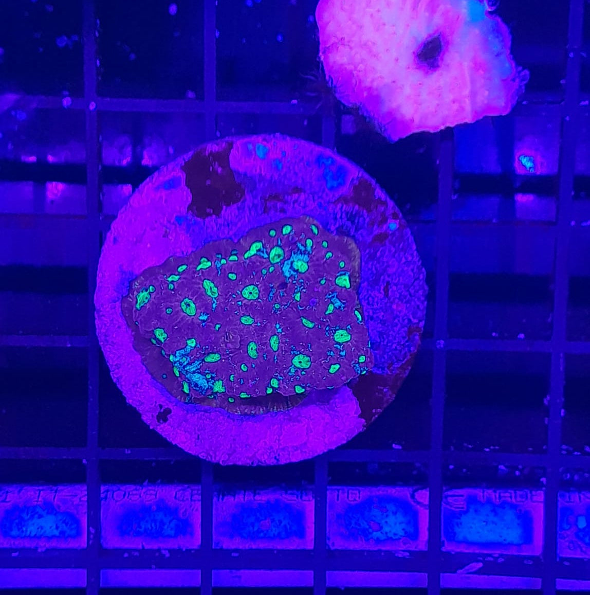 BLASTOMUSSA MERLETTI