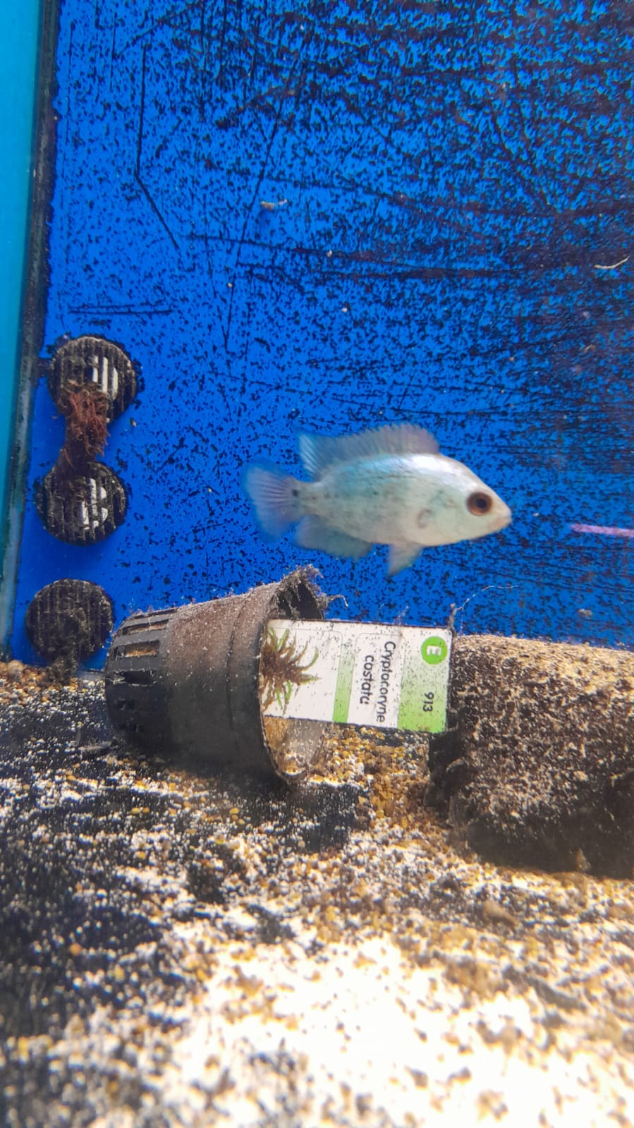 FLOWERHORN