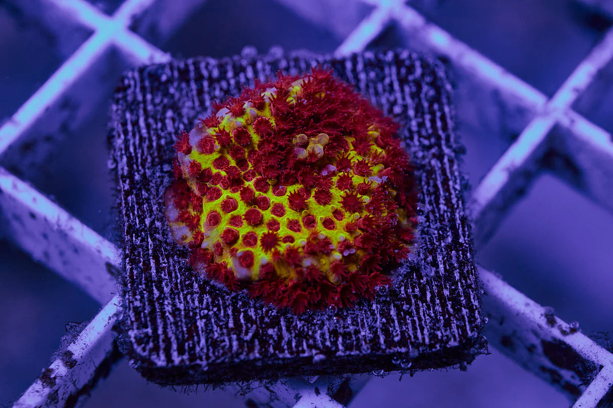 STYLOCHONELLA BURNING BANANA FRAG