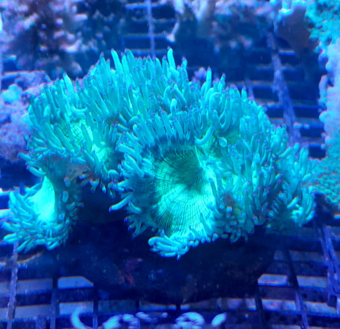 CATALAPHYLLIA JARDINEI