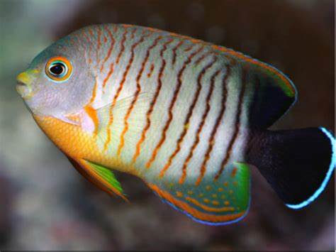 CENTROPIGE EIBLI