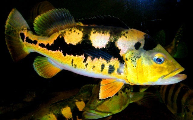 CICHLA MONOCULUS