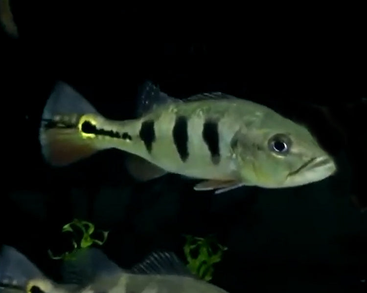 CICHLA MONOCULUS