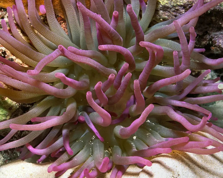 CONDYLACTIS ANEMONE