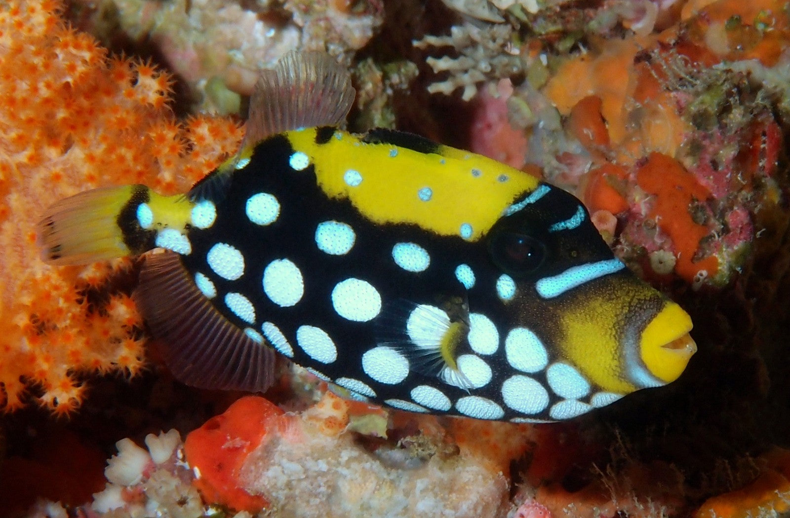 BALISTOIDES COSPICILLUM