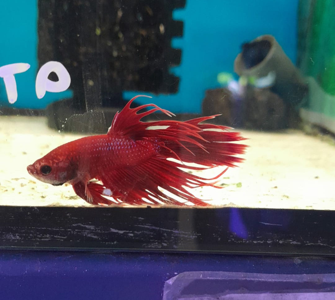 BETTA CROWN TAIL #3