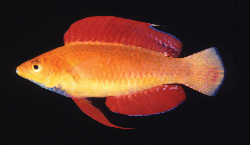CIRRHILABRUS CYANOPLEURA