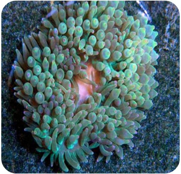 ENTACMEA GREEN ANEMONE