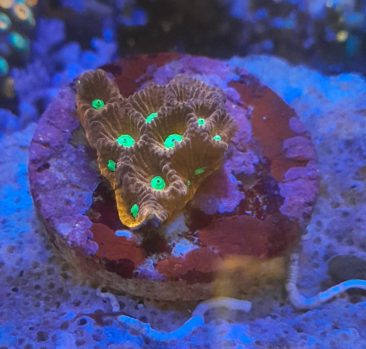 FAVITES SPP. RED FRAG