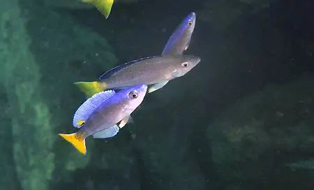 CYPRICHROMIS LEPTOSOMA UTINTA FLUORESCENTE 5-7