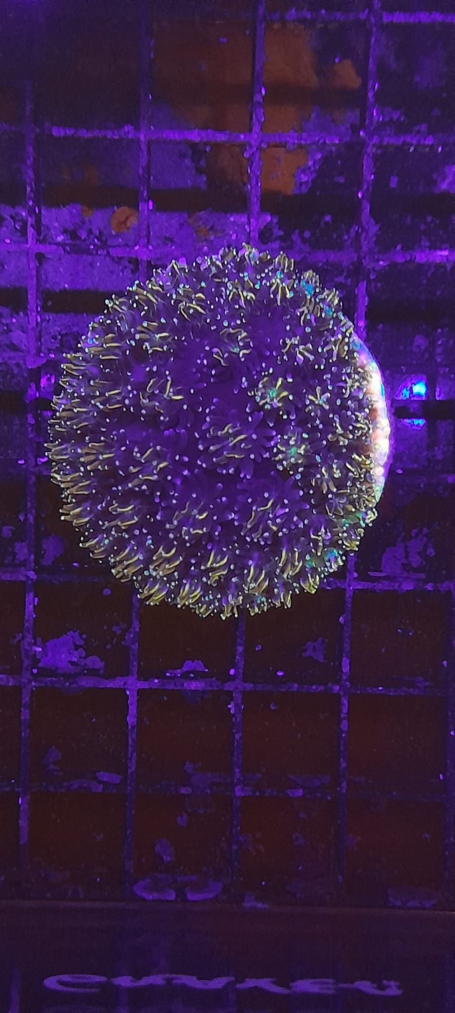 GALAXEA SPP. ORANGE-RAINBOW