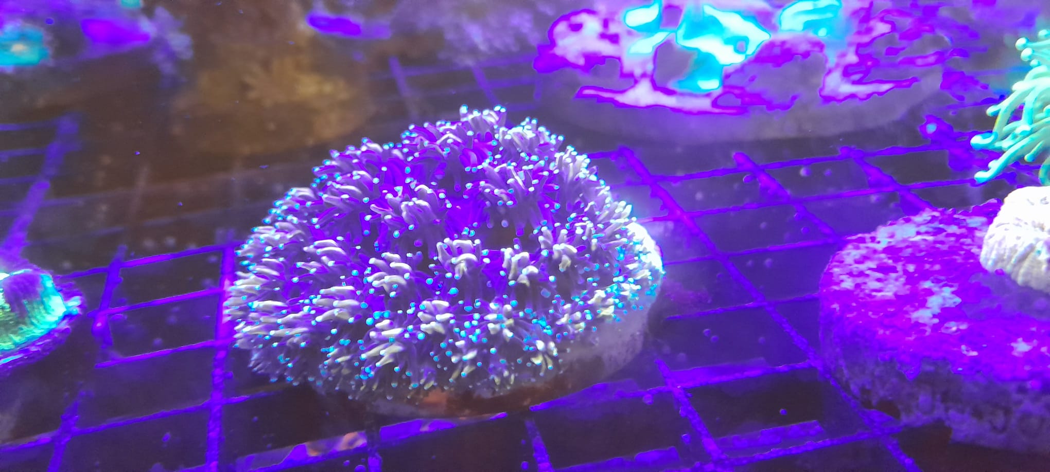 GALAXEA SPP. ORANGE-RAINBOW