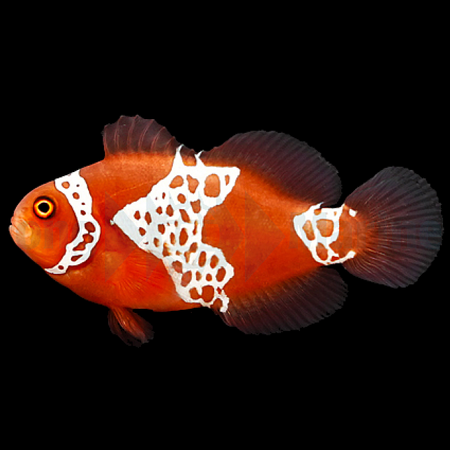 AMPHIPRION BIACULEATUS GIBBOSUS