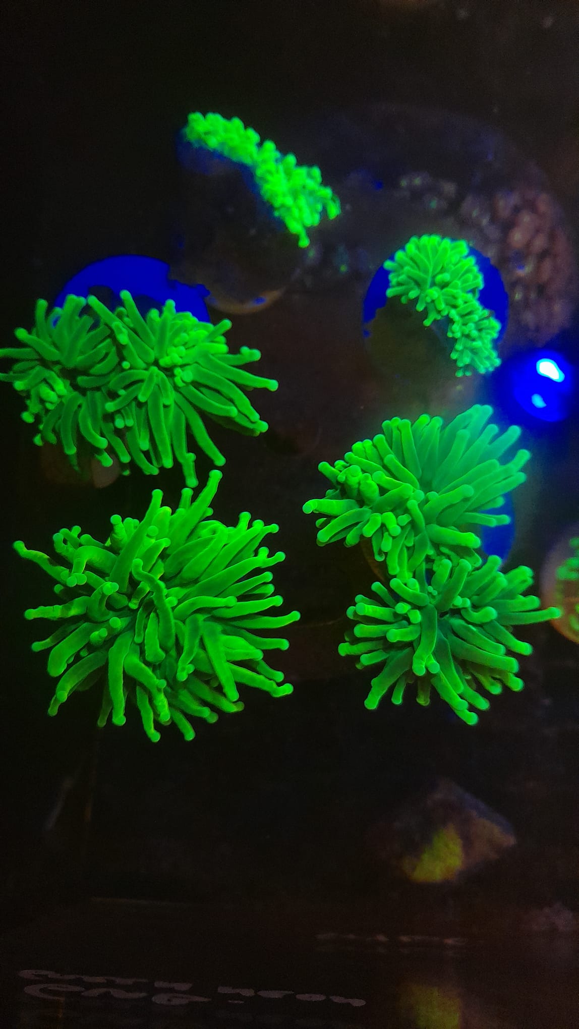 EUPHYLLIA GLABRESCENS GREEN ULTRA WYSIWYG