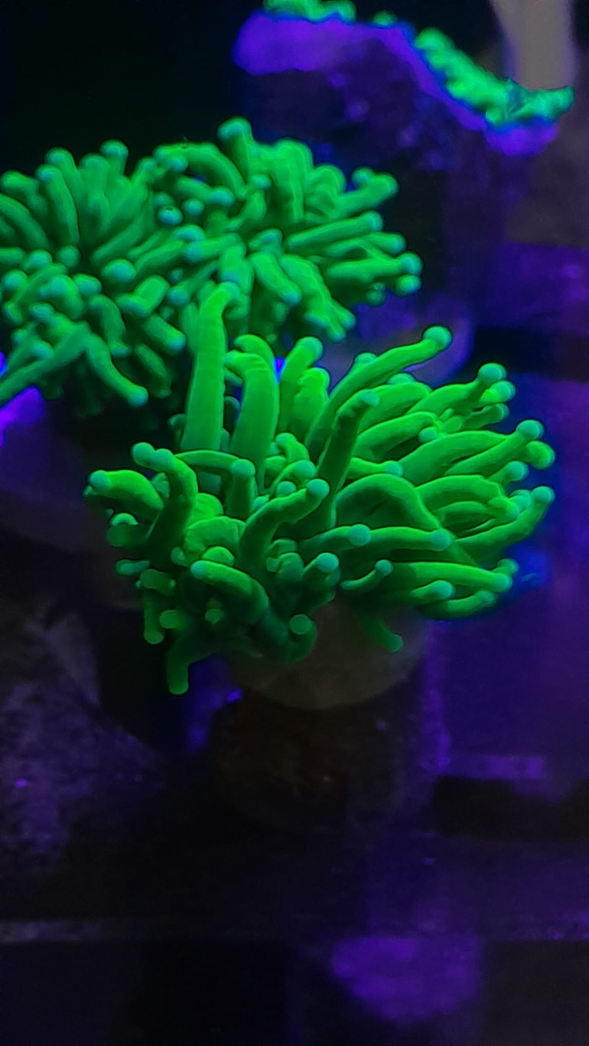 EUPHYLLIA GLABRESCENS GREEN ULTRA WYSIWYG