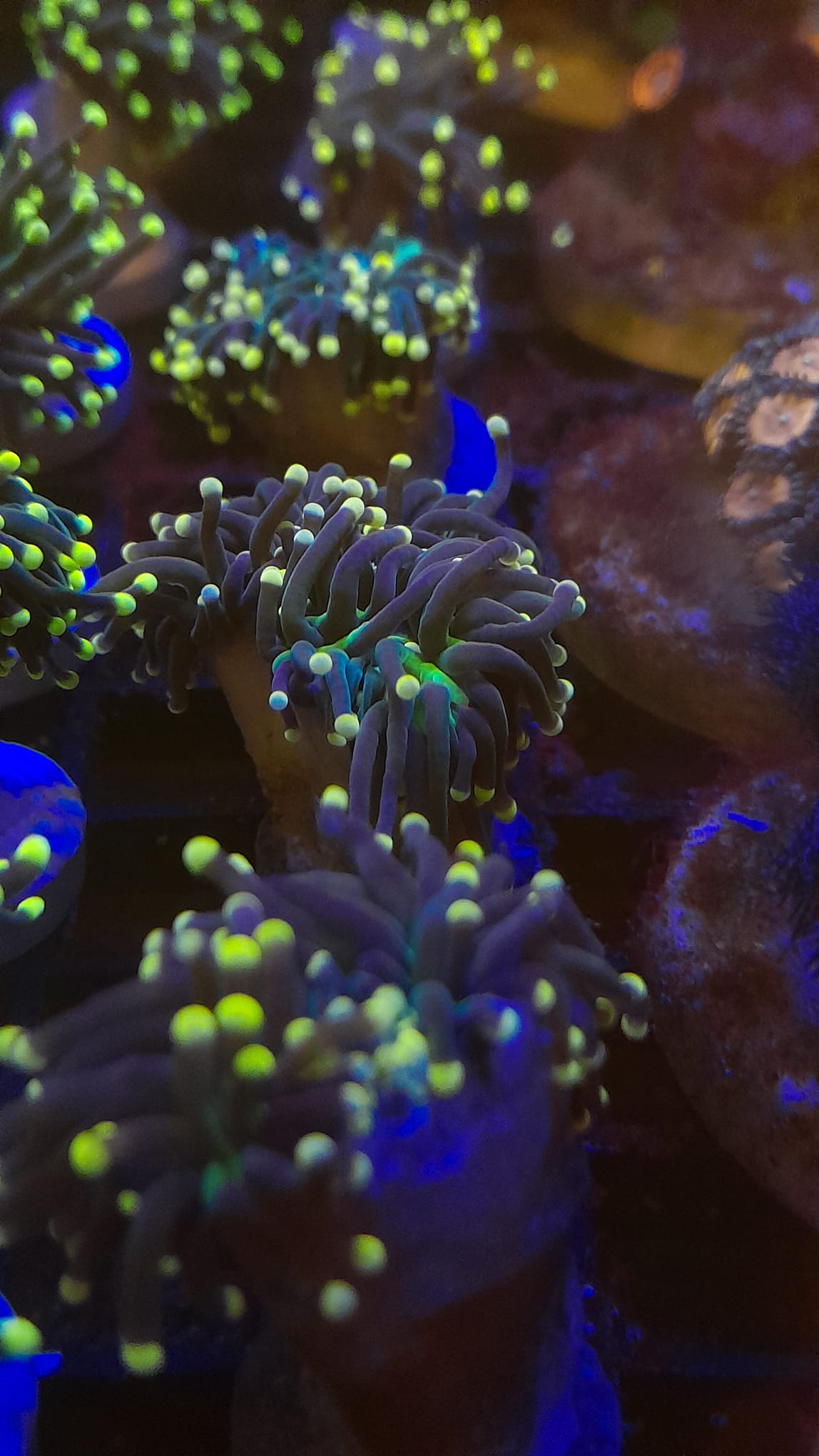 EUPHYLLIA GLABRESCENS PINK PREZZO A CALICE