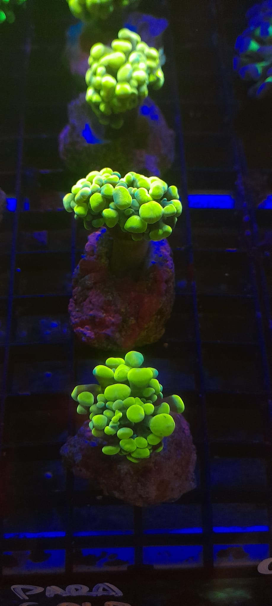EUPHYLLIA PARAANCORA YELLOW GOLD WYSIWYG