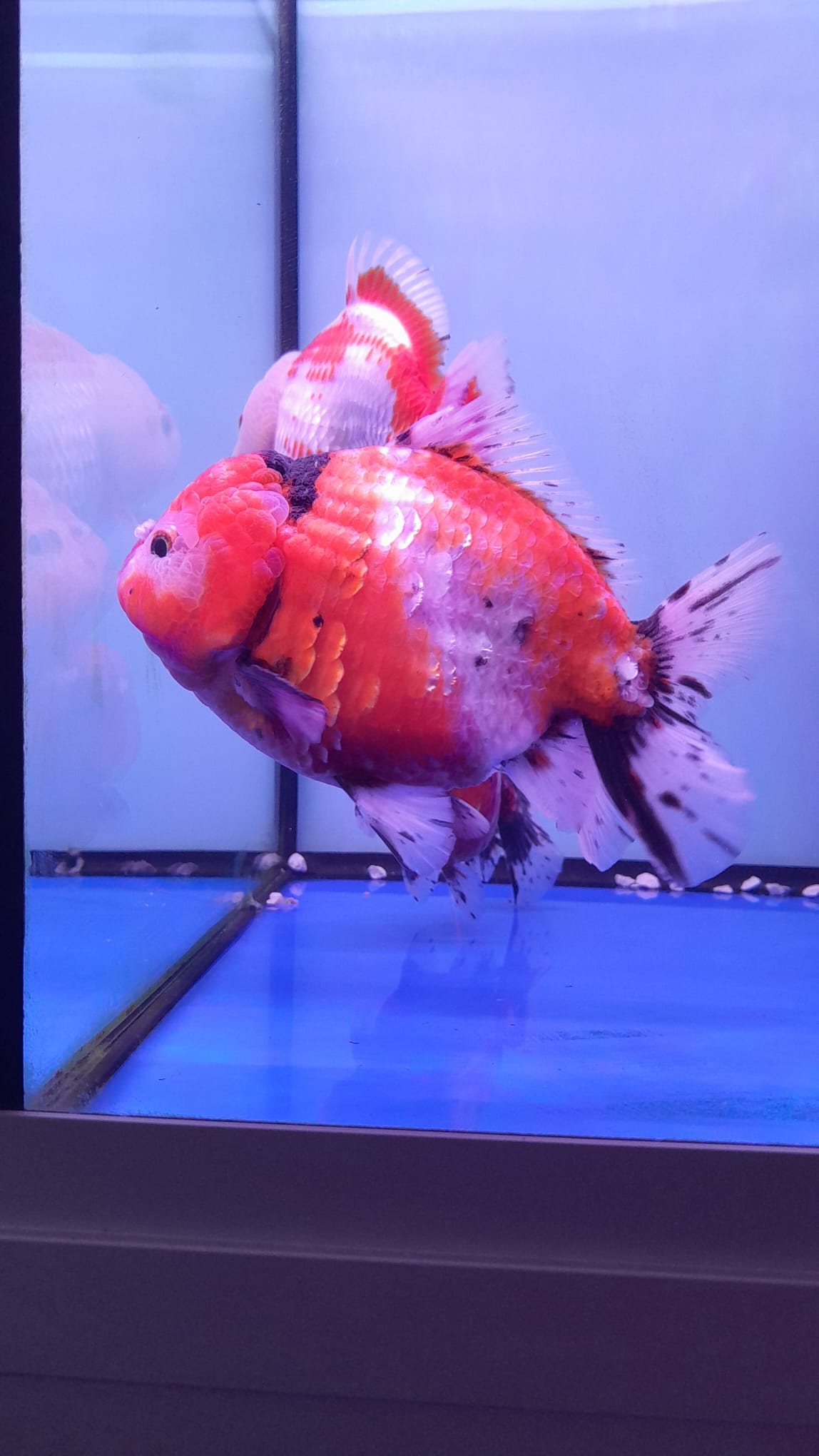 ORANDA JELLY MIX 15-16cm