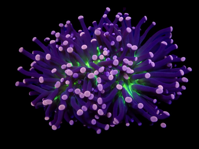 EUPHYLLIA CRISTATA JOKER