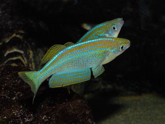 LAMPRICHTYS TANGANICANUS 3-4CM