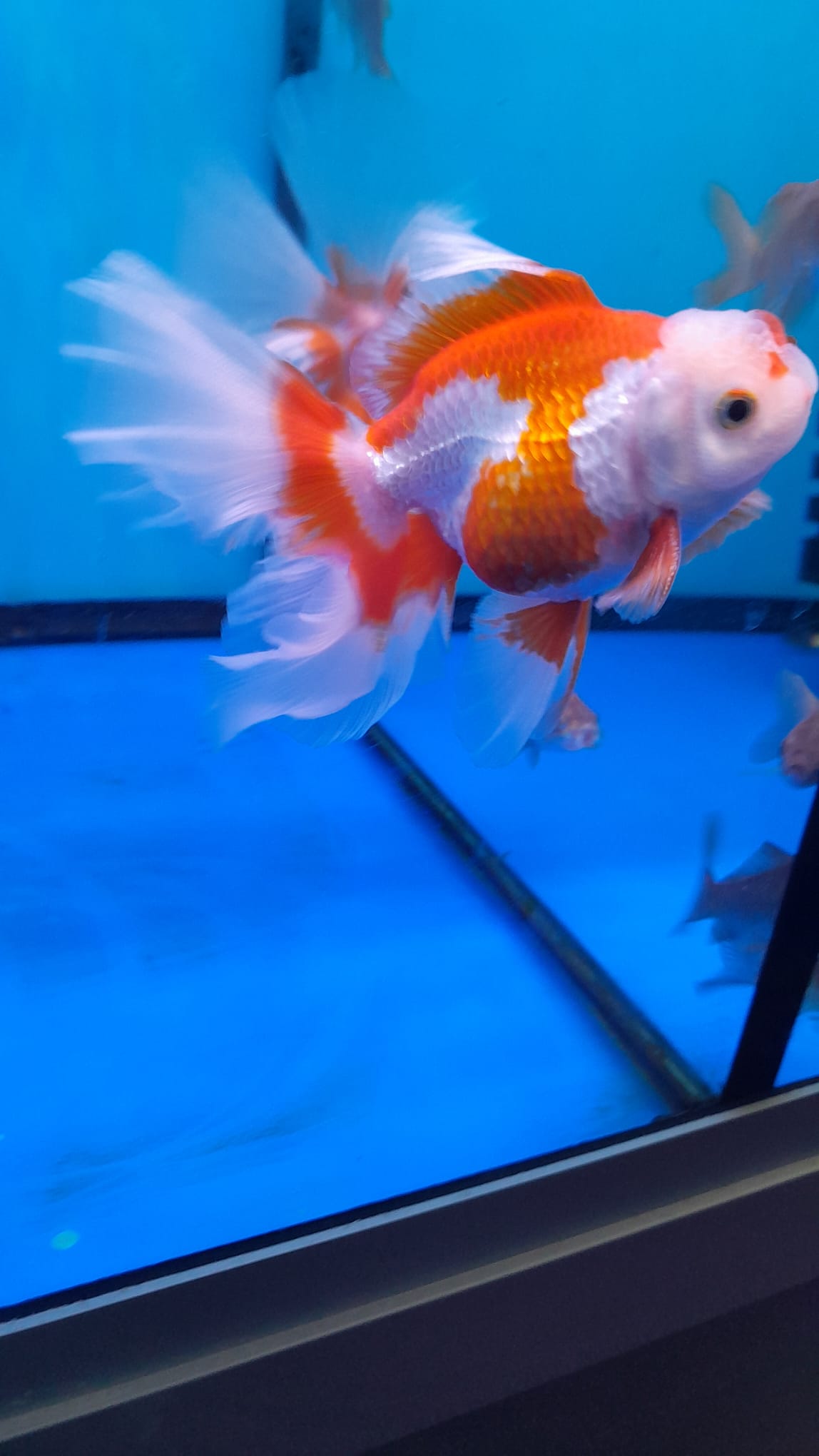 ORANDA LION HEAD PLEATED TAIL 10-12CM