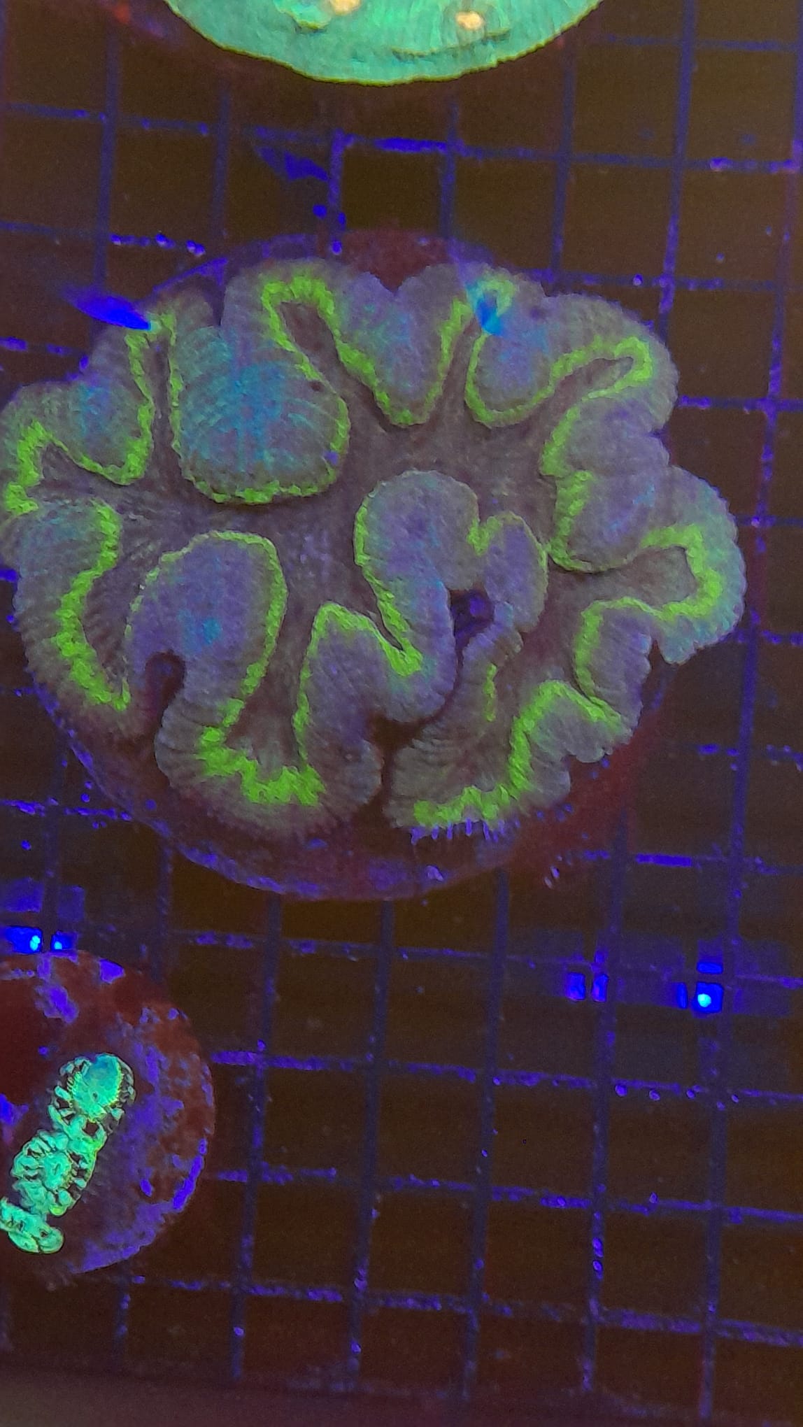 LOBOPHYLLIA SP