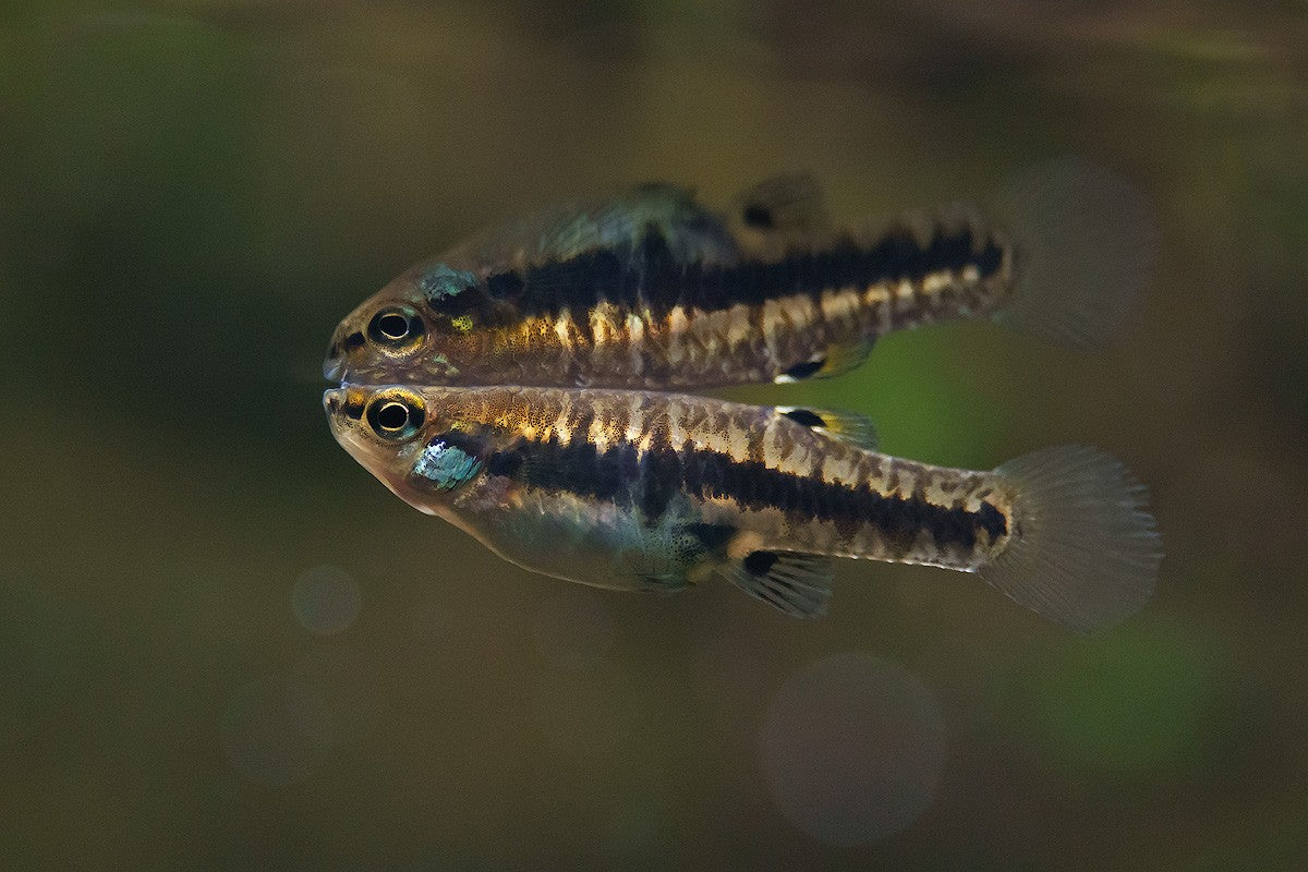 HETERANDRA FORMOSA