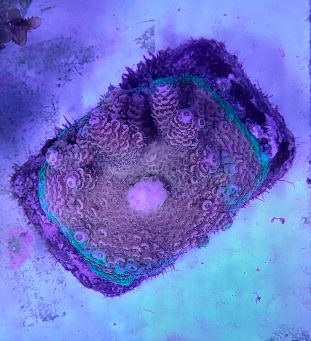 ACROPORA MILLEPORA RAINBOW