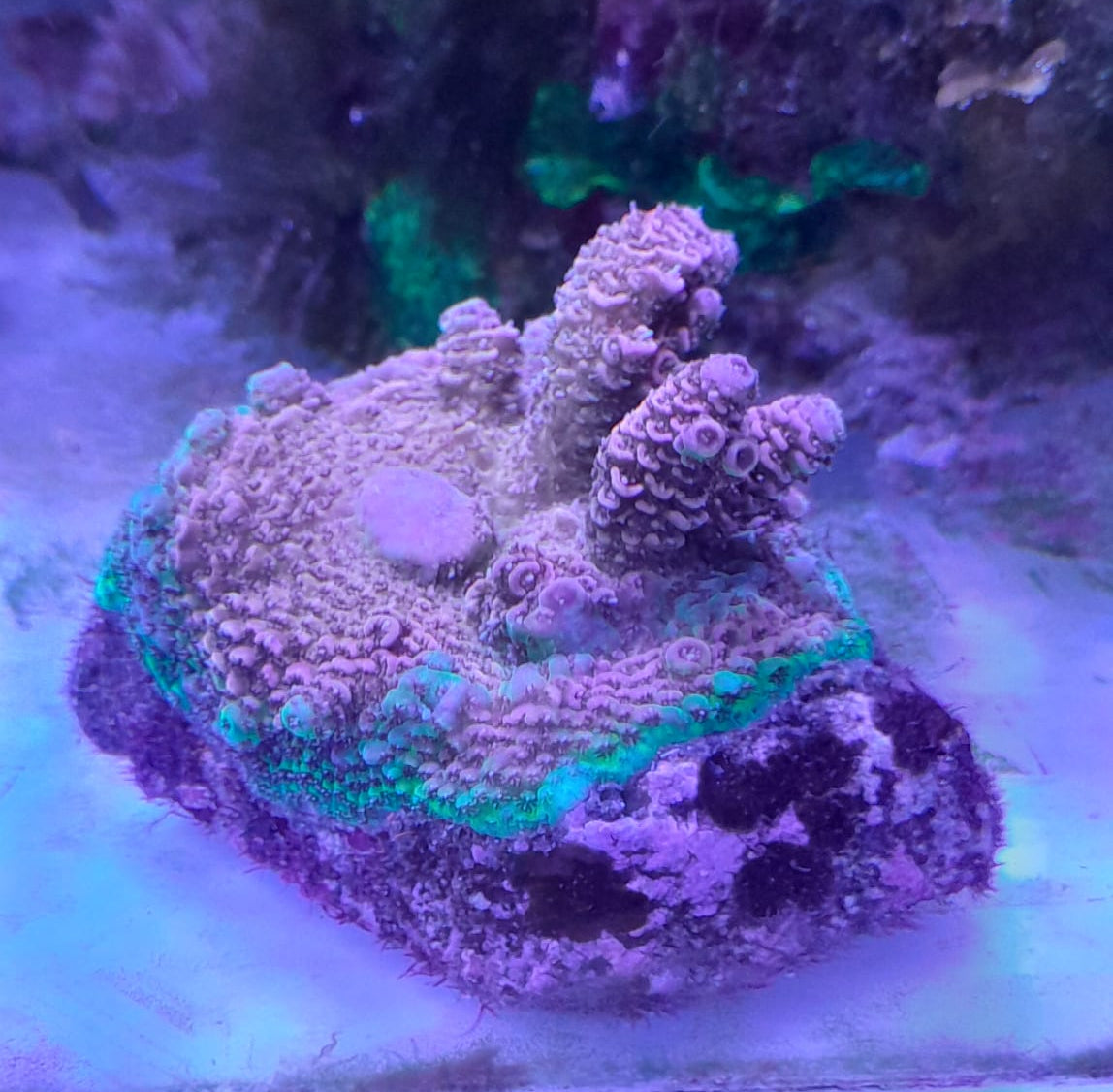 ACROPORA MILLEPORA RAINBOW