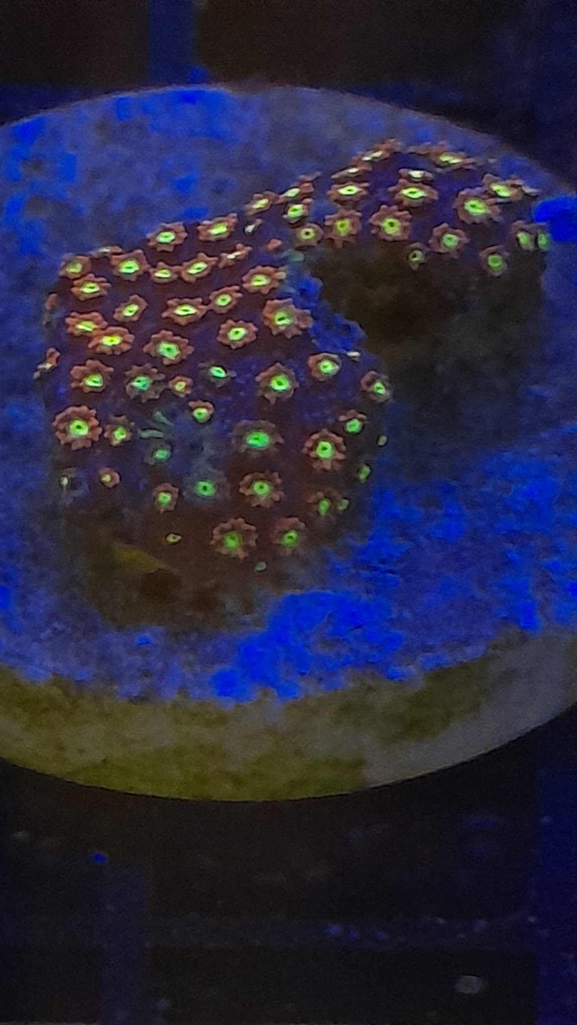 GONIOPORA MINOR MICKEY MOUSE