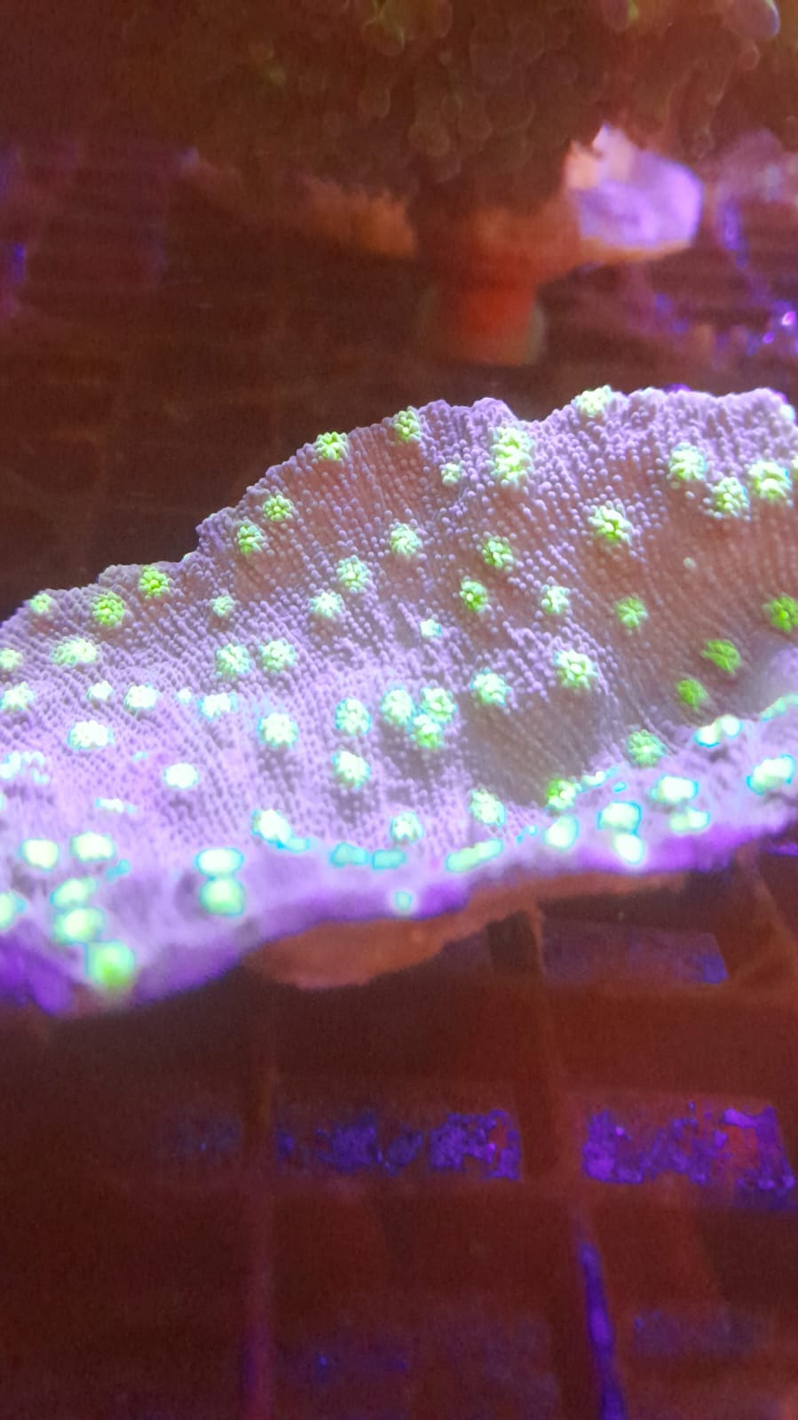 MONTIPORA FOLIOSA GREEN SPOTTED