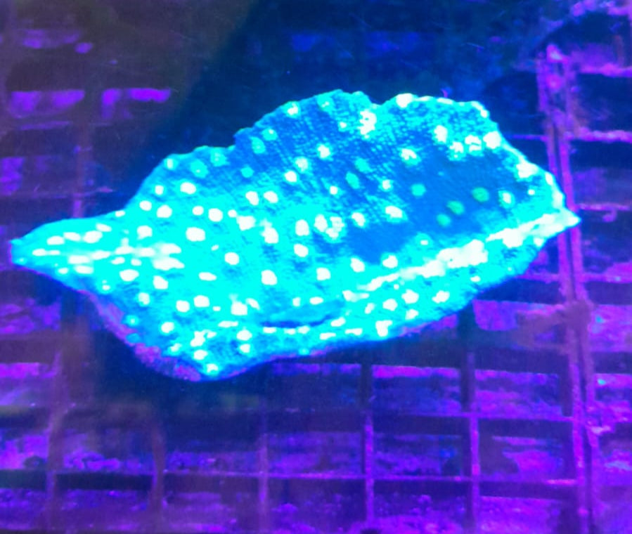 MONTIPORA FOLIOSA GREEN SPOTTED