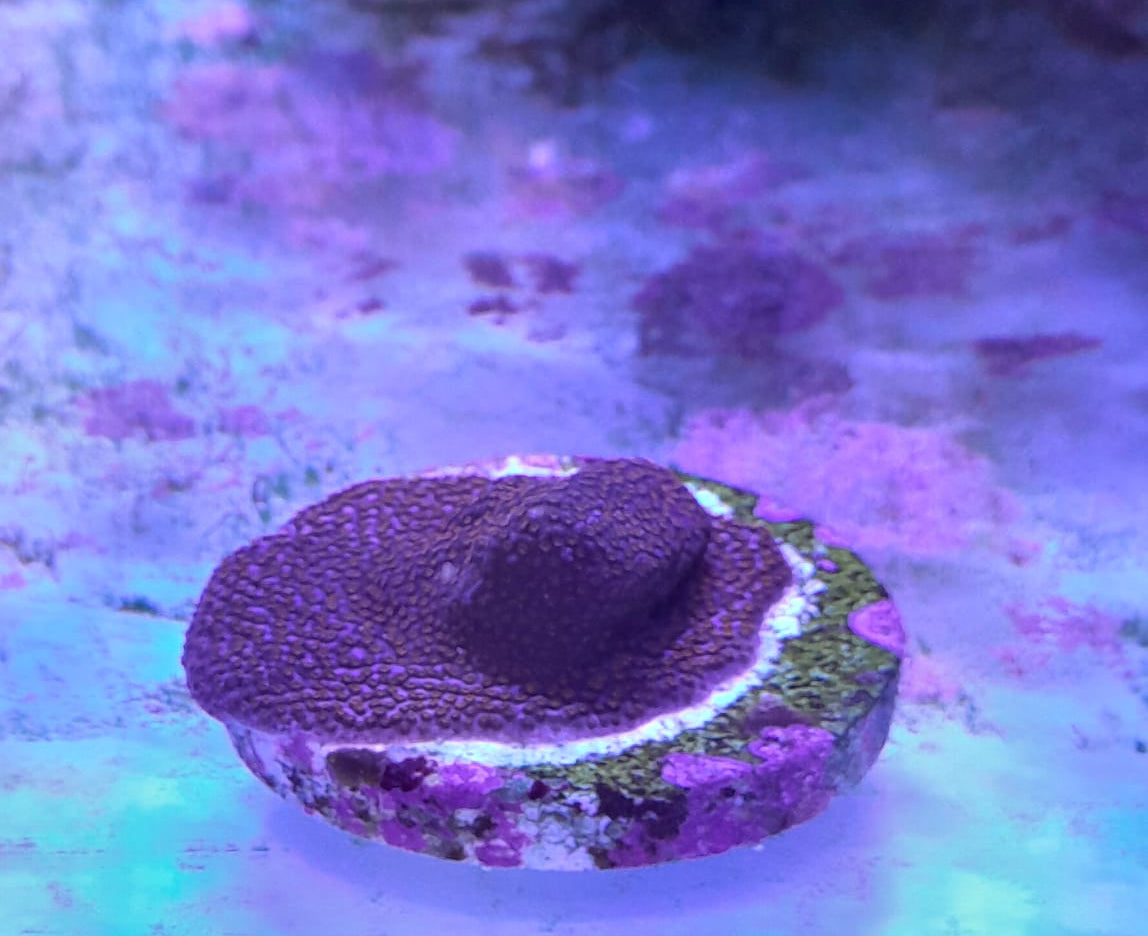 MONTIPORA SUPERMAN FRAG