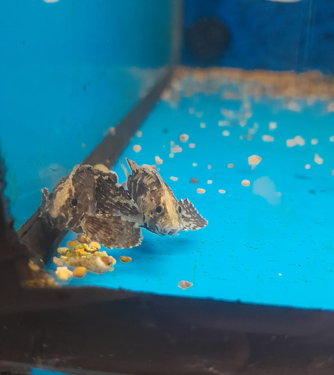 NOEVASPICULA DEPRESSIFRONS 3CM